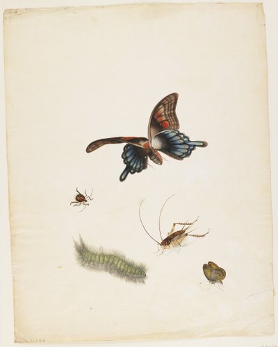 Insetti, c.1805 da English School