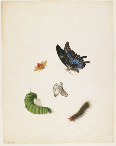 Insetti, c.1805 da English School