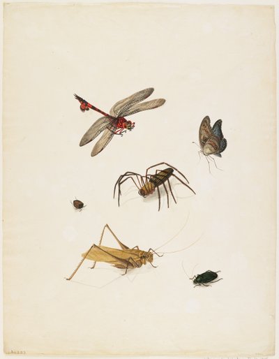 Insetti, c.1805 da English School