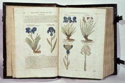 Iris (Fiori di luce), sei varietà da 