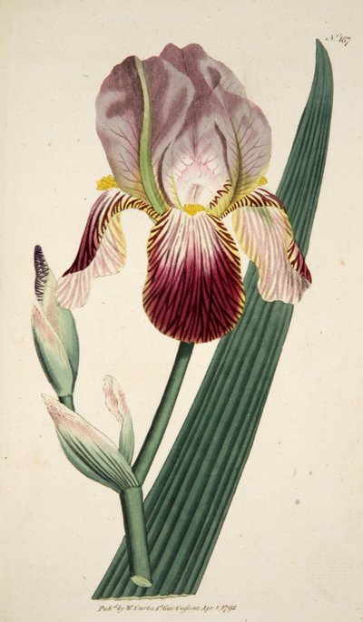 Iris Sambucina, 1792 incisione colorata a mano da English School