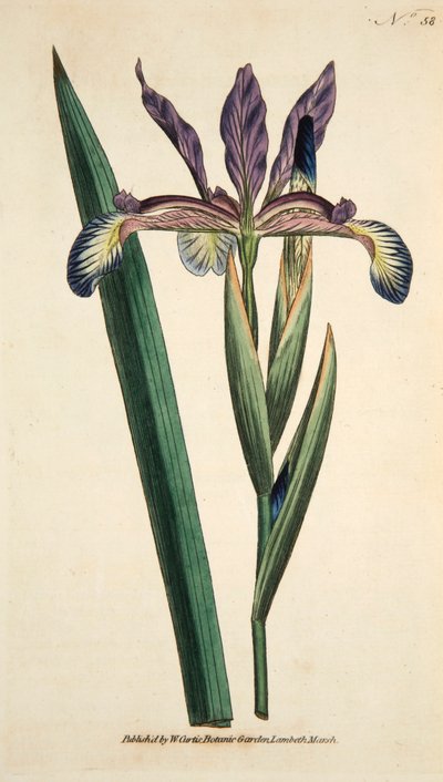 Iris Spuria, pub. 1790 incisione colorata a mano da English School