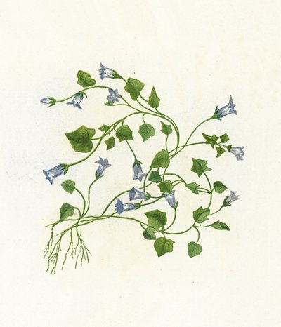 Campanula Hederacea da English School