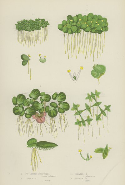 Lenticchia d