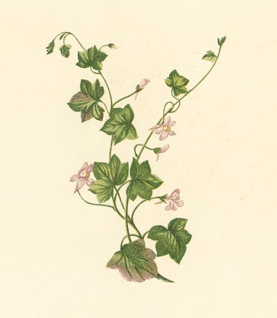 Linaria Cymbalaria da English School