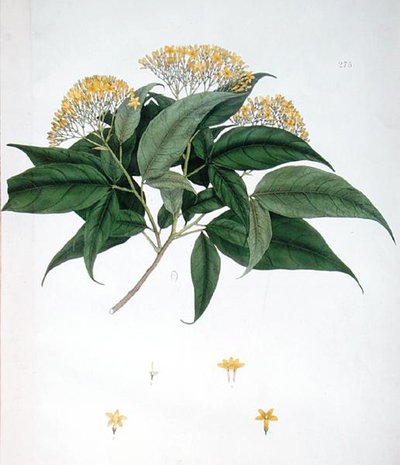 Jasminum Heterophyllum da English School