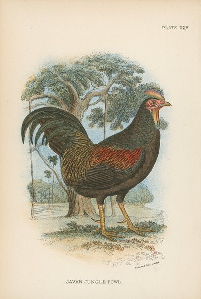 Gallo della giungla giavanese da English School