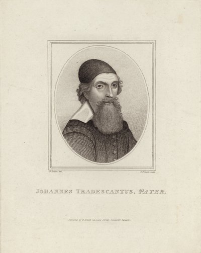 Johannes Tradescantus Pater da English School