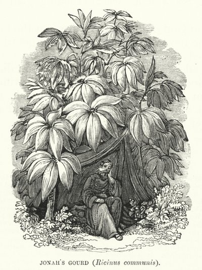 Zucca di Giona, Ricinus communis (incisione) da English School