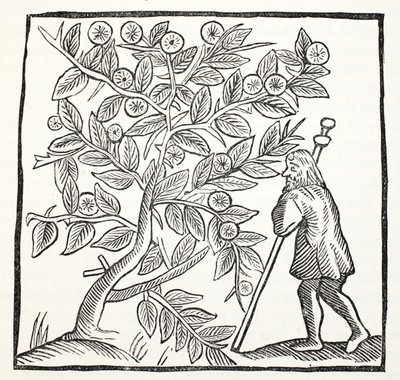 Giuseppe di Arimatea e il Biancospino di Glastonbury, illustrazione da Chap-books of the Eighteenth Century di John Ashton, pub. 1882 da English School