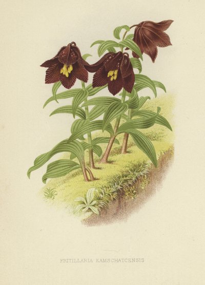 Fritillaria della Kamchatka o giglio della Kamchatka da English School
