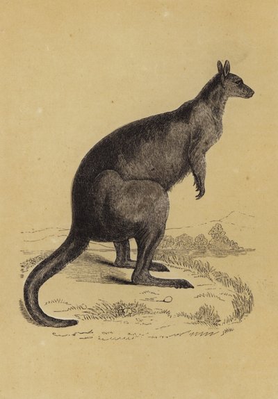 Canguro da English School