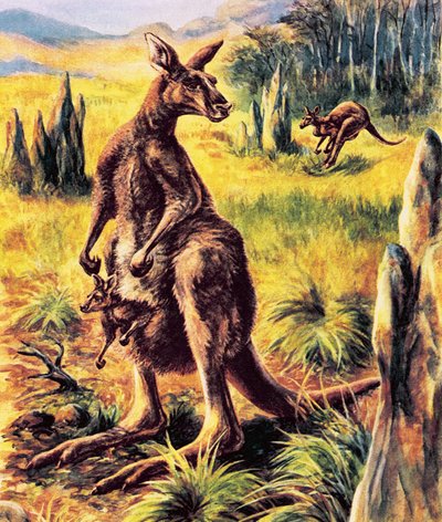Canguro da English School
