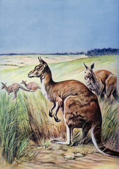 Canguri, Australia (litografia a colori) da English School