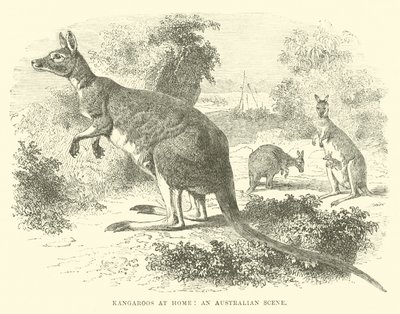 Canguri a casa, una scena australiana da English School