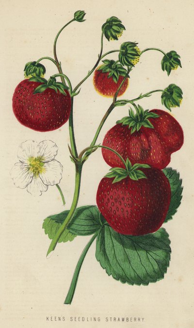 Fragola Keen