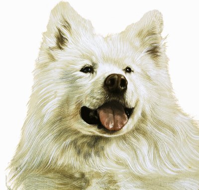 Keeshond da English School
