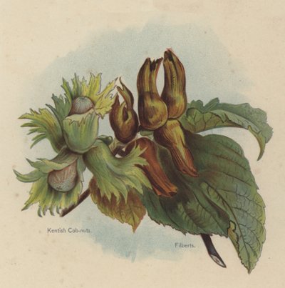 Nocciole Kentish, Nocciole Filberts da English School
