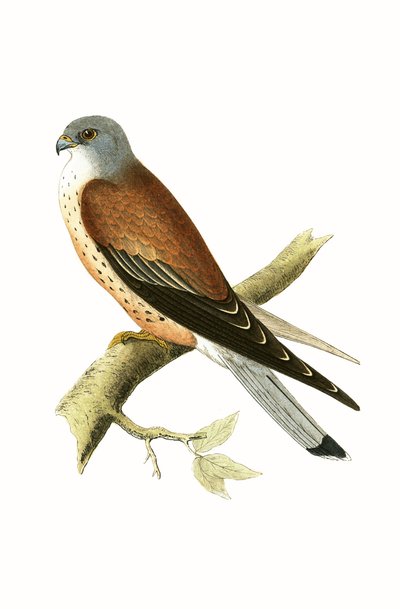 Gheppio, illustrazione da 