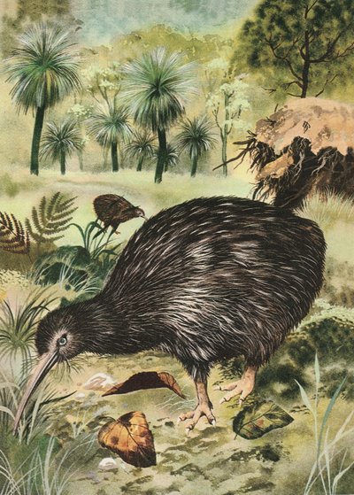 Uccello Kiwi da English School