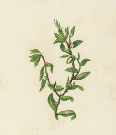Poligono aviculare, Polygonum Aviculare da English School