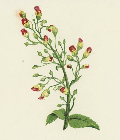 Scrofularia nodosa, Scrophularia Nodosa da English School