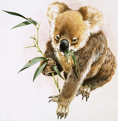 Koala da English School