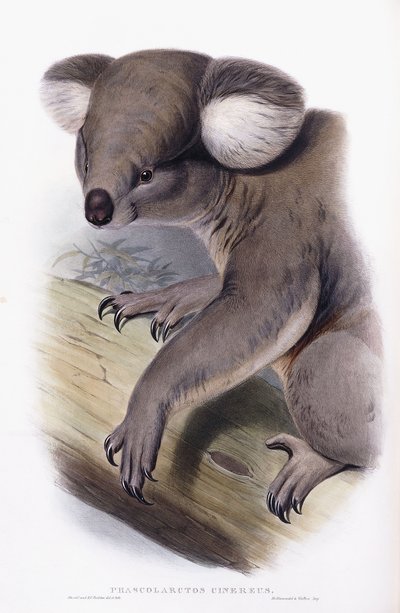 Koala - Phascolarctos cinereus, 1845-1863 da English School