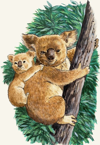 Koala e cucciolo da English School