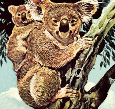 Koala da English School
