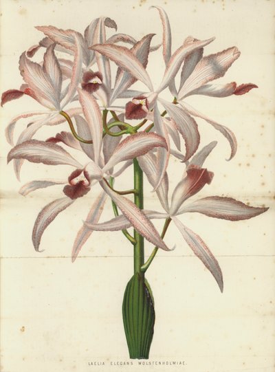 Laelia Elegans Wolstenholmiae da English School