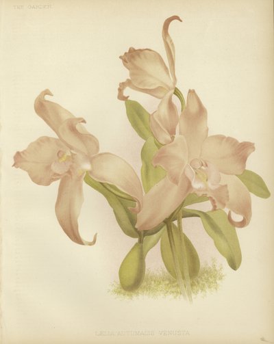 Laelia autumnalis venusta da English School