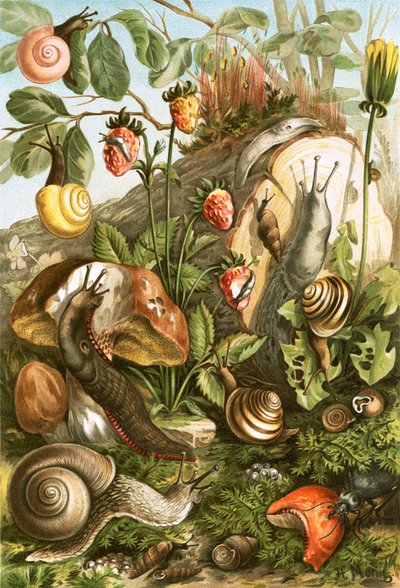 Molluschi terrestri da English School