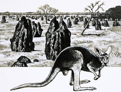 Grandi termitai vicino a Darwin, Australia, e un canguro in primo piano da English School