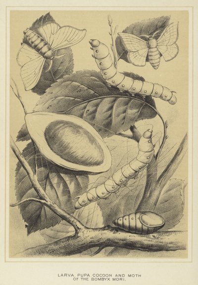 Larva, pupa, bozzolo e falena del Bombyx mori da English School