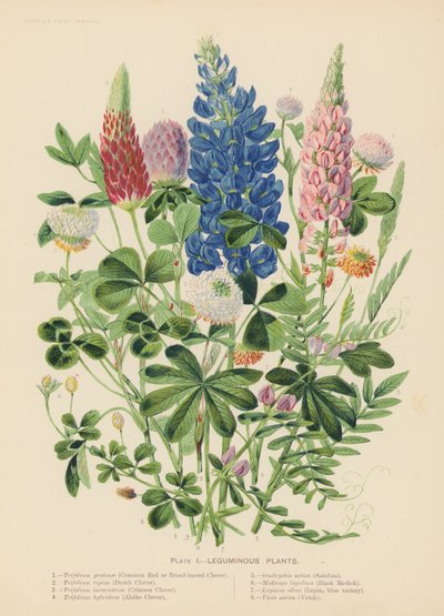 Piante leguminose da English School