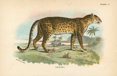 Leopardo da English School