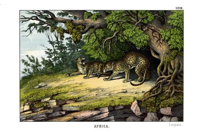 Leopardo da English School