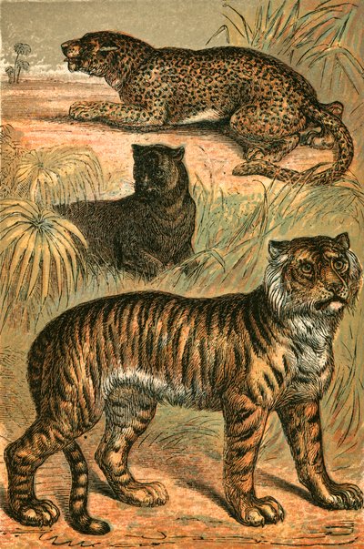 Leopardo, pantera nera e tigre da English School