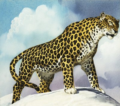 Leopardo nella neve da English School