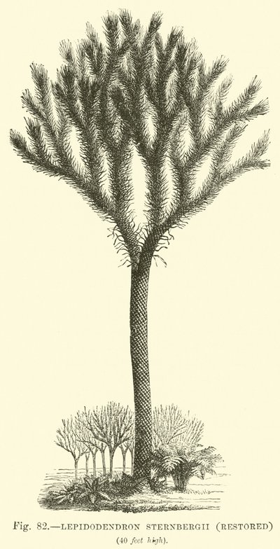 Lepidodendron Sternbergh, restaurato da English School