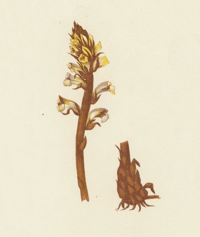 Orobanche minore, Orobanche Minor da English School