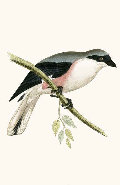Averla minore, illustrazione da 