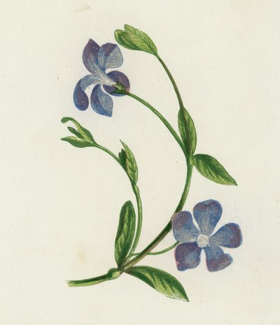 Pervinca minore, Vinca Minor da English School