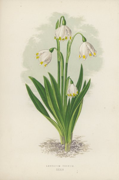 Leucojum Vernum (litografia a colori) da English School