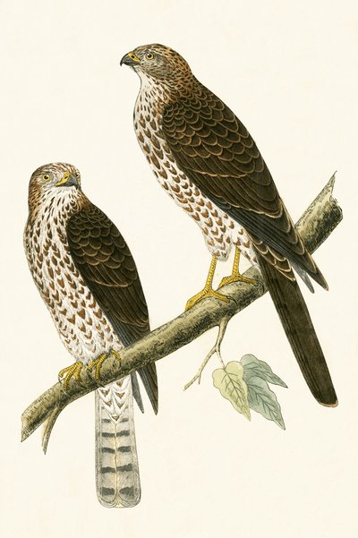 Sparviero Levantino, illustrazione da 