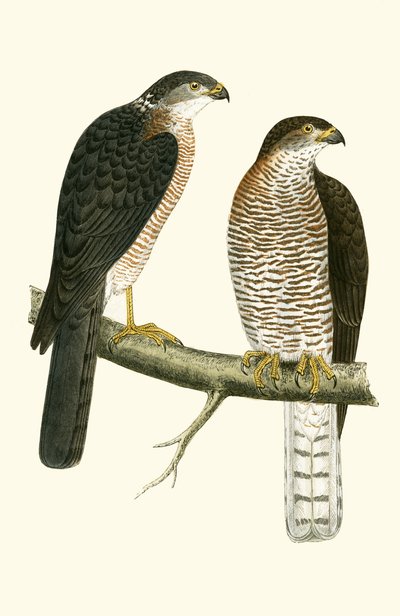 Sparviero levantino, illustrazione da 