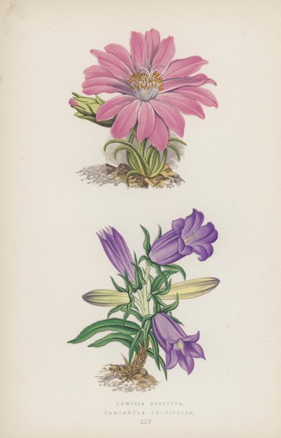 Lewisia Rediviva; Campanula Longifolia (litografia a colori) da English School