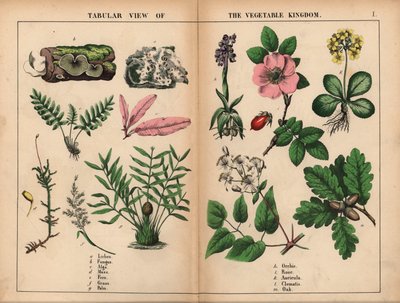Lichene, fungo, alga, muschio, felce, erba, palma, orchidea, rosa, auricola, clematide e quercia, da 