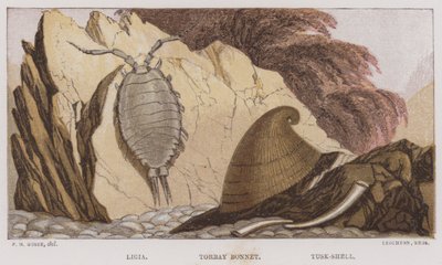 Ligia, Bonnet di Torbay, Tusk-Shell da English School